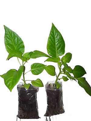 2× Naga Chilli Plants Naga Morich. 100% Genuine Kala Naga Plant  • £10.50