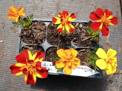 3 Marigold Durango Outback Plants 3 To 5 In Tall Planted Non GMO Seeds Jan. 22  • $12
