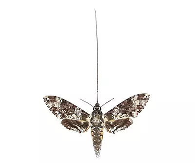 Manduca Rustica Pollinator Sphinx Moth Arizona USA Unmounted Wings Closed • $6