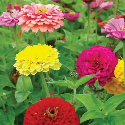 Zinnia Seeds Flowers Garden Plants 'Giant Double Mixed' 1 Packet 60 Seeds T&M • £3.99