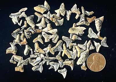 Lot Fossil Shark Teeth East Bluff Calif- Mako Megalodon Era Sharks Fossils • $19