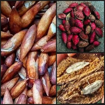 $4.99 • Buy 50 Seeds UNCLE CHAN Live Seeds TERMINALIA CATAPPA INDIAN ALMOND TREE Free 5seed