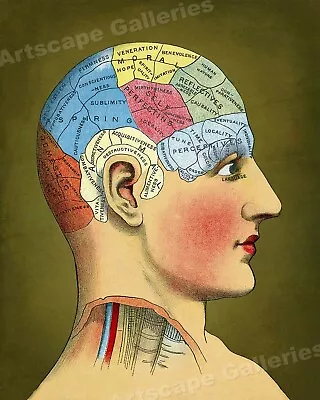 1914 “Phrenology Model  Vintage Style Unusual Medical Chart Poster - 24x30 • $23.95