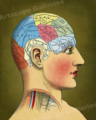 Unusual 1914 Vintage Style Phrenology Head Chart Print - 20x24 • $16.95