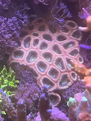 Pink Prism Favia Coral Per Polyp • $34.99