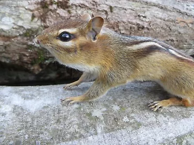 Chipmunk Taxidermy Adirondack Chipmunk Mount Squirrel Taxidermy Nature Gift! • $175