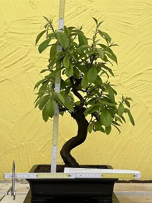 Joe Bonsai Quince Pseudocydonia Sinensis Japan Bowl 25 Years Fruit + Flower • £279.38