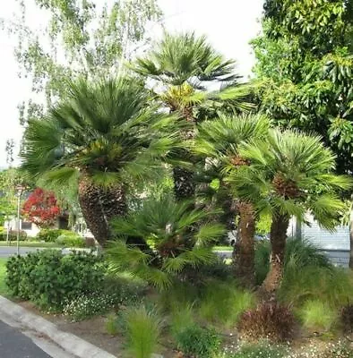 WHOLESALE - Cold Hardy (-10°C/ 14°F) - Chamaerops Humilis - Mediterranean Palm • £13.98