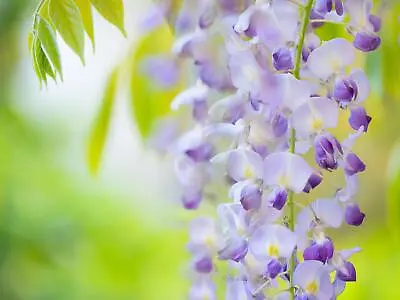 £12.99 • Buy Wisteria Lavender Lace Fragrant Flowering Climbing Plant