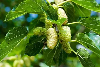 50+ White Mulberry Tree Seeds - Morus Alba - Non-GMO Seeds Grown And Shipped Fr • $9.96