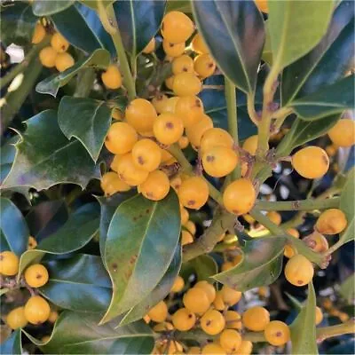Rare Yellow Berry Holly Trees - Ilex Aquifolium Bacciflava - Covered In Berries • £79.99