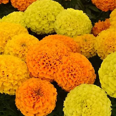 Perfect Plants - African Marigold Plants Mixed Colours - 6 Pack Bedding Plants • £12.95