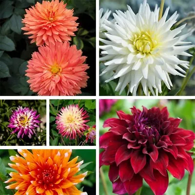 Dahlia 'Cactus Collection' Colourful Varieties Long-lasting 6x Tubers By T&M • £18.99