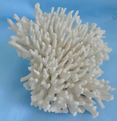 Natural Dried White Branch Coral Fossil Skeleton 2 Lbs 4 Ozs 10  X 9  • $34.99