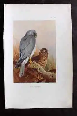 £16 • Buy Thorburn 1925 Vintage Bird Print. Hen Harrier 74