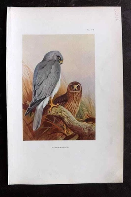 £16 • Buy Thorburn 1925 Vintage Bird Print. Hen Harrier 74
