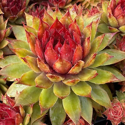£9.99 • Buy Sempervivum Pineapple Paradise | Outdoor Garden Ready Evergreen Succulent Plant