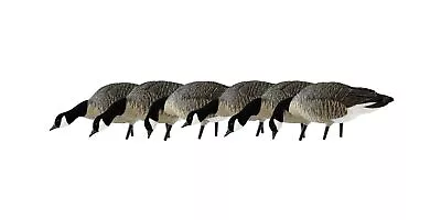 Avian-X Painted Feeder Lesser Goose Decoys 6 Pack • $318.61