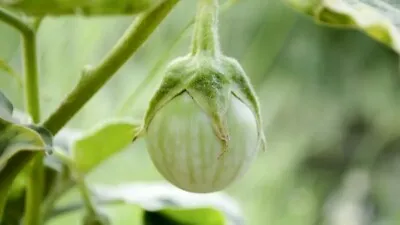 Buy 3 Get 1 Free Mix & Match Thai Round Eggplant Seeds - Appx 50 Seeds • £3.39