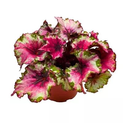 Harmony's Red Rider Begonia Rex 6 Inch Pinkish Red Curls • $43.74
