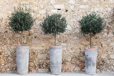 Olive Tree Olea Europea | Hardy Evergreen Potted Tree | 50 Cm In 2 L Pot • £28.50