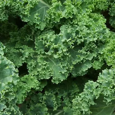 Kale Dwarf Green Curly - Finest Quality UK Vegetable Seeds • £1.99