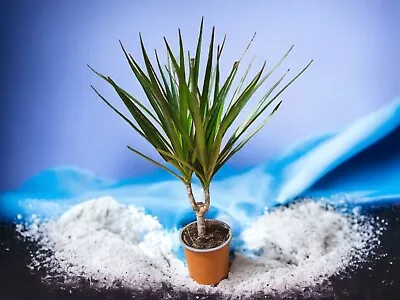 Dragon Tree| Dracaena Marginata |Money Tree |Houseplant And Office  • £9.50