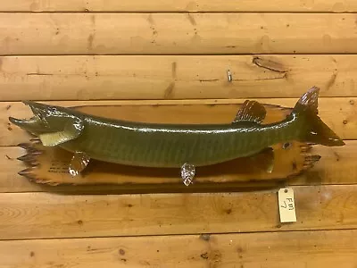 Real Skin Mount Musky Northern Pike Walleye Muskey Fish Taxidermy FM7 • $399