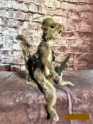 Taxidermy Grey Squirrel Army Soldier Sitting Full Body Wildlife Art Display • $200