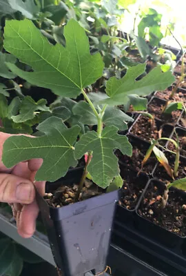 Black Mission Fig – Ficus Carica - Live Plant • $23.72