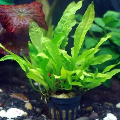 Java Fern | Aquarium Plants Factory® • $10.99