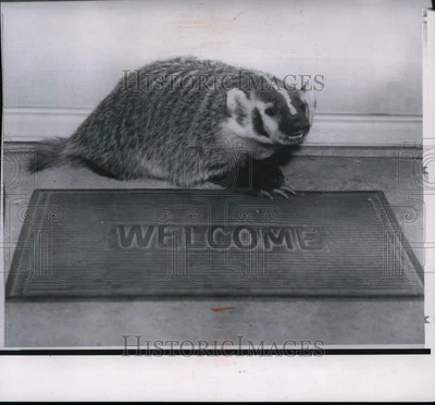 £9.81 • Buy 1964 Press Photo Badger, Masks Lake.  - Spw11469