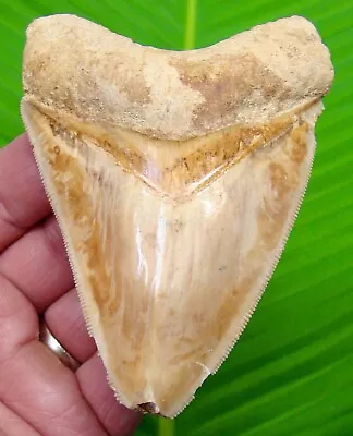 MEGALODON SHARK TOOTH - 4 & 1/16 In.  COLORFUL  - SHARKS TEETH  • $89
