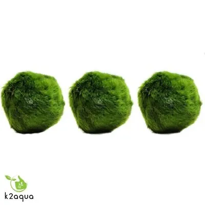 3 LARGE (4-5cm) Marimo Moss Balls Live Aquarium Plants Java Shrimps Fish Nano UK • £6.90