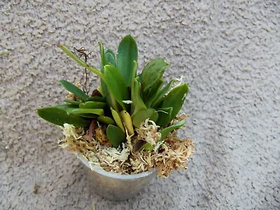 Rare Porroglossum Aureum 'Ecuagenera' Orchid Plant  FS In 6 Cm Pot Mini • £35