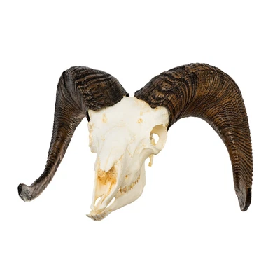 $454 • Buy Replica Bighorn Sheep Skull - Male