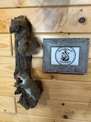 Beautiful Adorable Red Squirrel Small Animal Taxidermy Wall Mount • $400