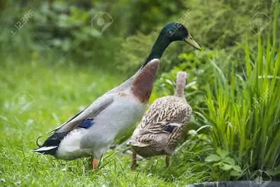 6x Show Stock Fertilised Indian Runner Duck Hatching Eggs Fast Delivery • £14.99