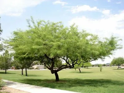 1-1000 PCS Chilean Mesquite Shade Tree Seeds Algarrobo Prosopis Chilensis 0133 • $69.95