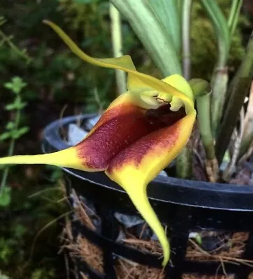 Masdevallia Elephanticeps Rare  Venezuelan Orchid Species Seedling • $39.99