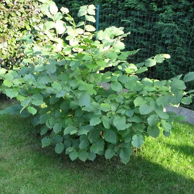 £29.99 • Buy Hazel 'Kent Cob'Tree Corylus Cobnut 4-5ft In A 6L Pot Multistemmed Hazelnut Bush