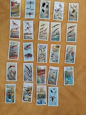 £5 • Buy Brooke Bond Musgrave Brothers Pond Life
