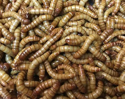 500 LIVE Giant Mealworms. • $9.99