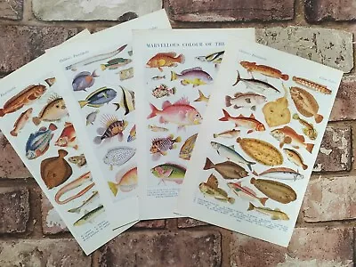 Vintage 1950s Ocean Sea River Fish Book Print Page Illustration Art Pictures X 4 • $10.57