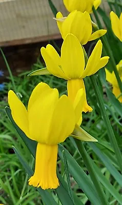 NARCISSUS X CYCLAMINEUS WARBLER- Large NODDING YELLOW FLWRS - POTTED Flwrg Size • £5.50