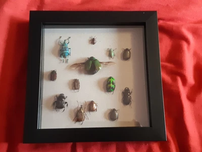 £41 • Buy Collection Of 13 Brightly Coloured Mounted Beetles Insect Taxidermy On Grey