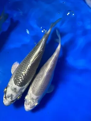 £10 • Buy 5x Koi Carp Silver Metallic Ghost 2-3 Inch. Reduced As They Need To Go