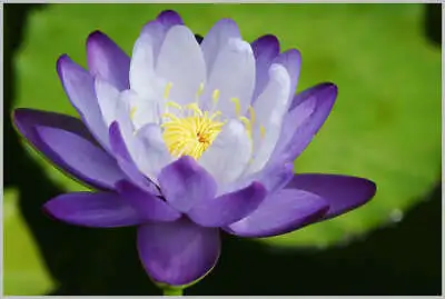 Blue Enchantress Lotus/Water Lily Flower/Bonsai Lotus/Ponds / Bow/5 Fresh Seeds • £3.95