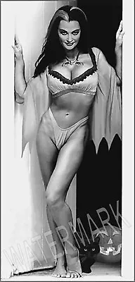 Sexy Lily The Munster Portrait High Quality Metal Magnet 2.5 X 5 Fridge 8886 • $8.95