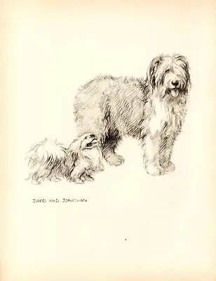 1933 Lovely Vintage Dog Print Original Pen & Pencil Sketch By K.F. Barker • £8.75